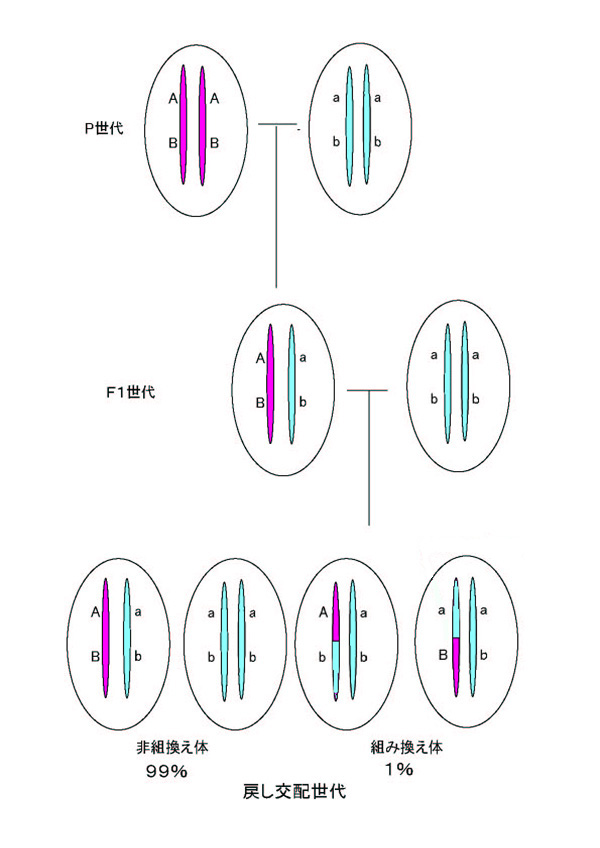 遺伝子の表現の中で、センチモルガンとはメートル法でどれだけか知り
