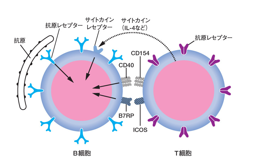 b 細胞 オファー cd 抗原